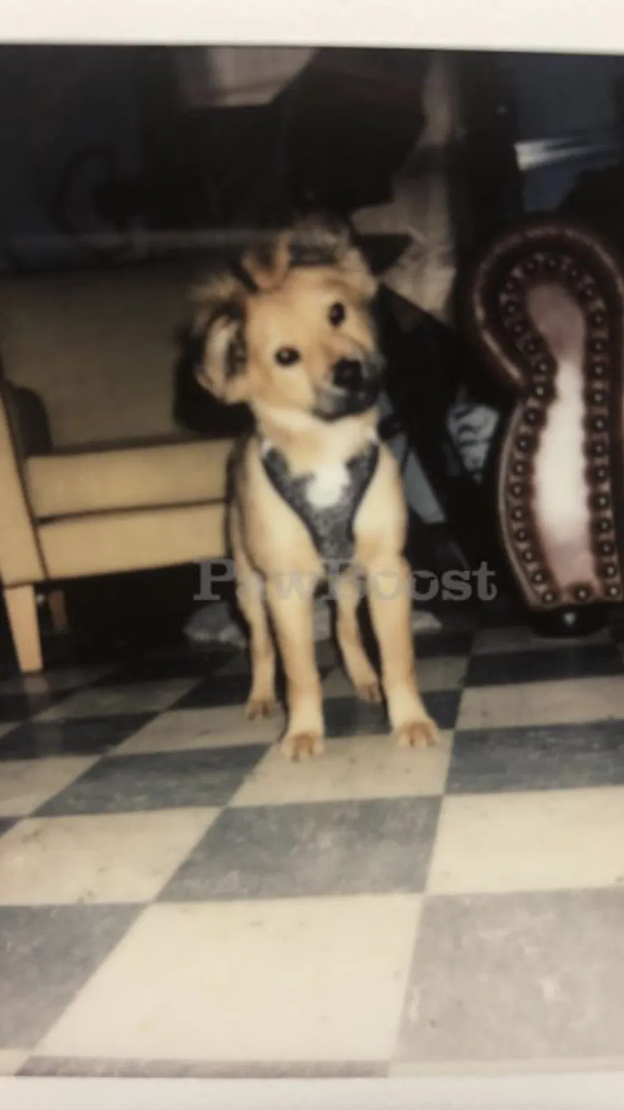 Lost dog in Hickory, NC, 28602