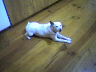 Lost dog in Mathis, TX, 78368