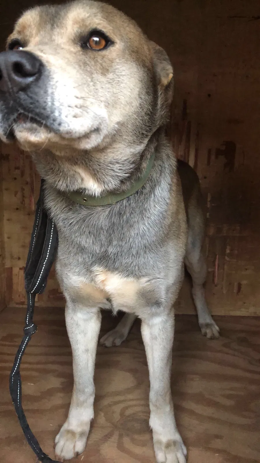 Lost dog in Hickory, NC, 28602