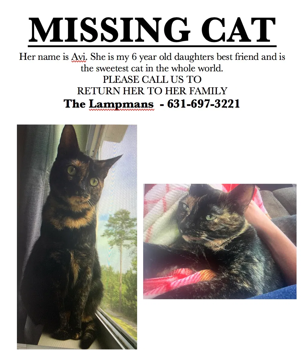 Lost cat in East Northport, NY, 11731