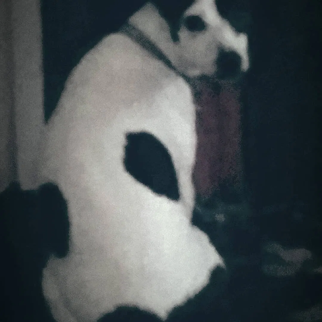 Lost dog in Sacramento, CA, 95826