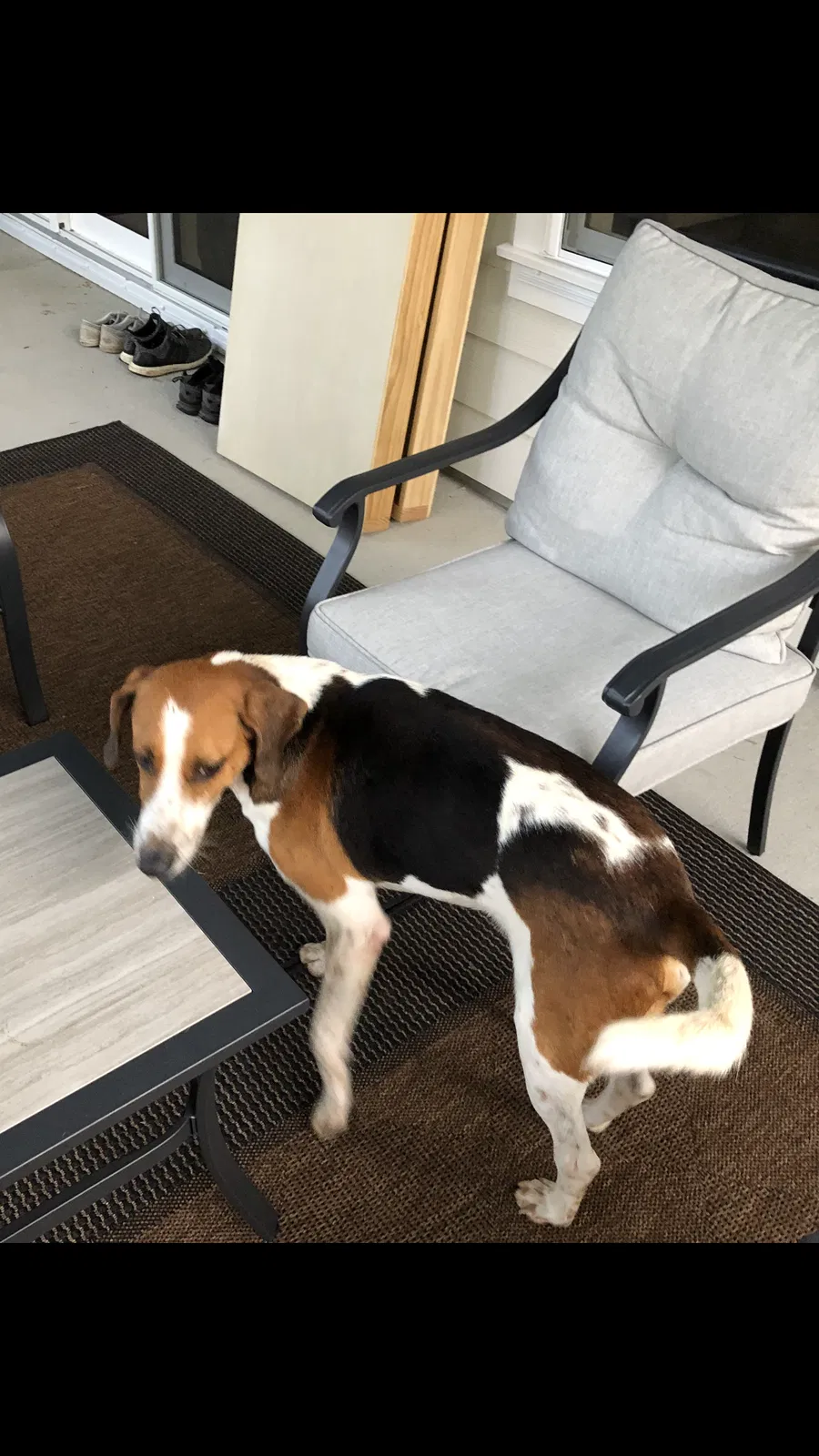 Lost dog in Huger, SC, 29450