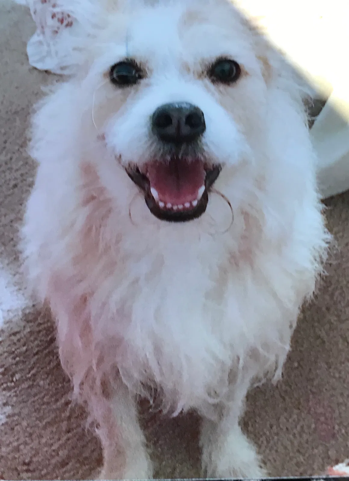 Lost dog in Unknown, AL, 31526