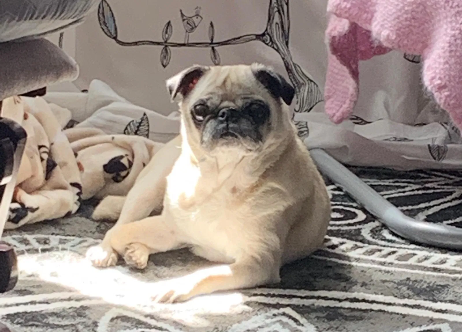 Lost dog in Fairless Hills, PA, 19030