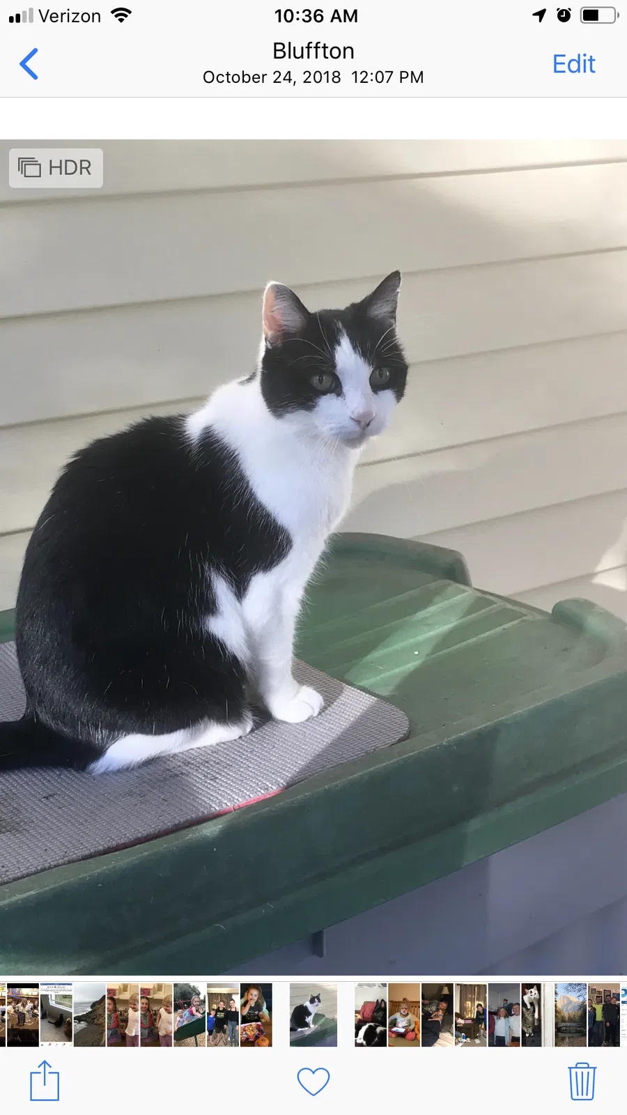 Lost cat in Bluffton, SC, 29910