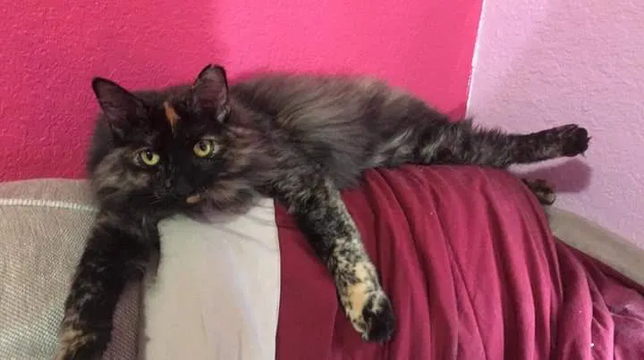 Lost cat in Port Saint Lucie, FL, 34953