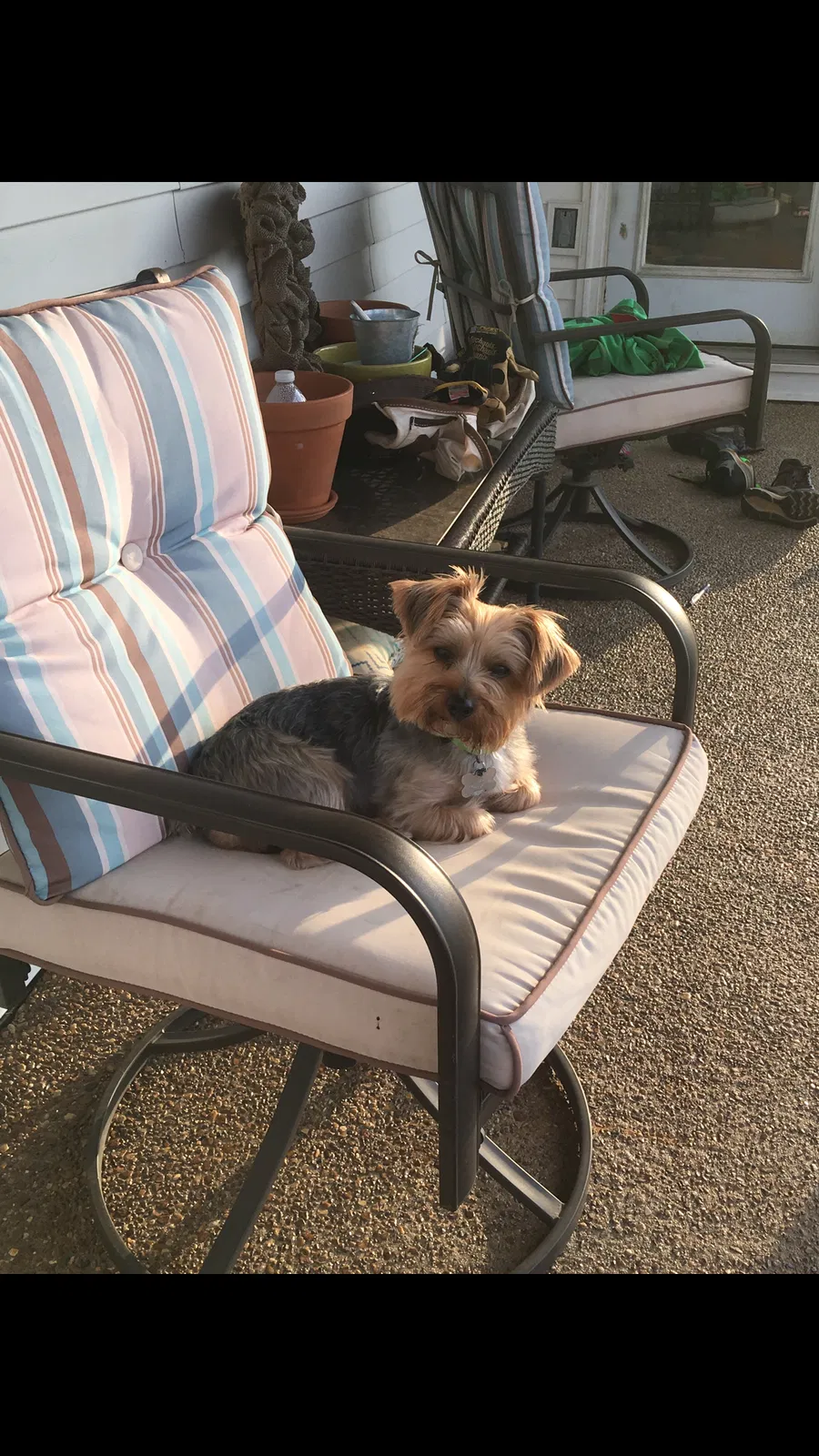 Lost dog in Springfield, TN, 37172