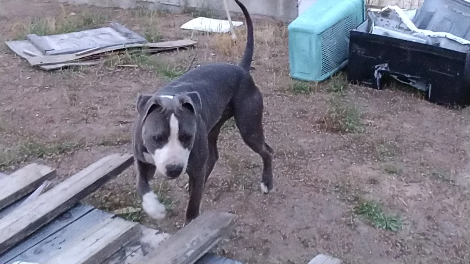 Lost dog in Friant, CA, 93626