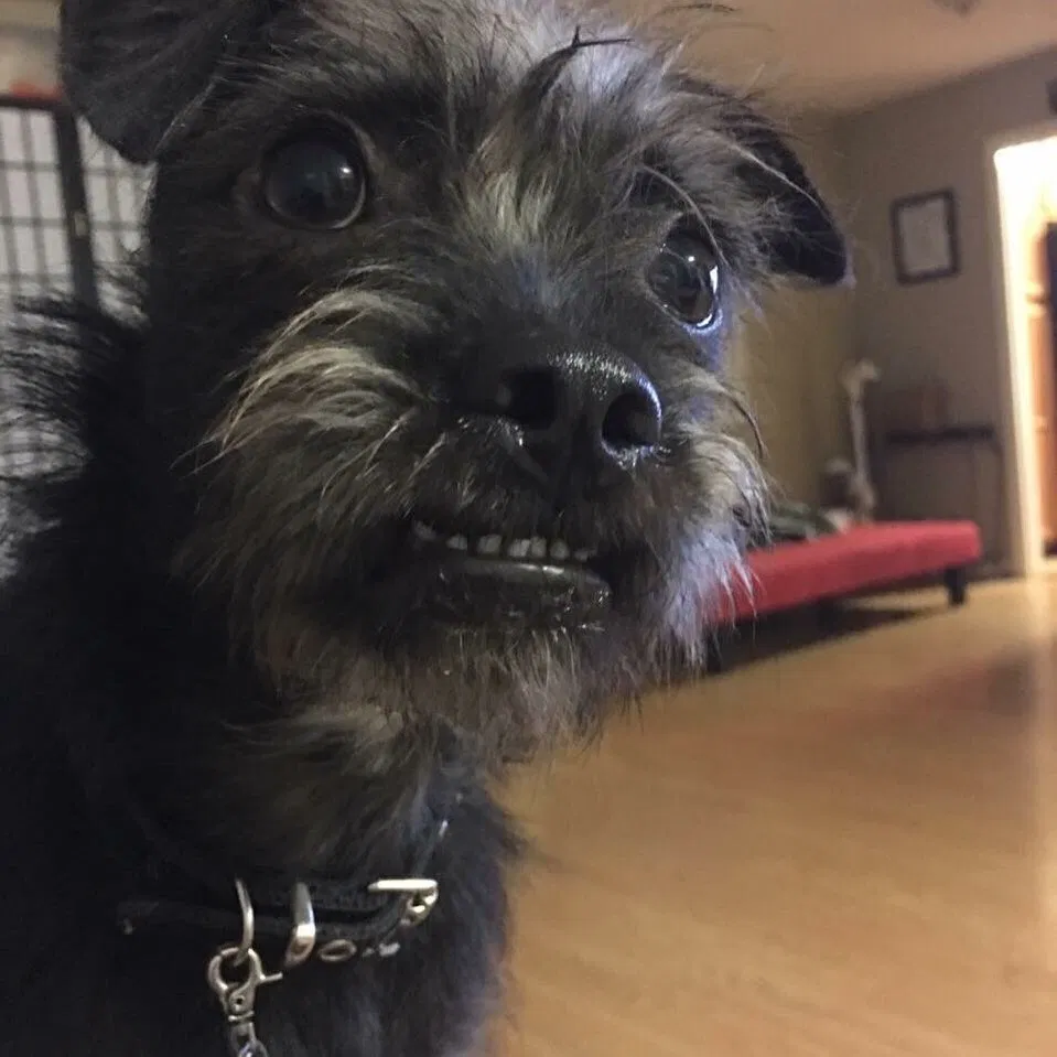 Lost dog in Fair Oaks, CA, 95628