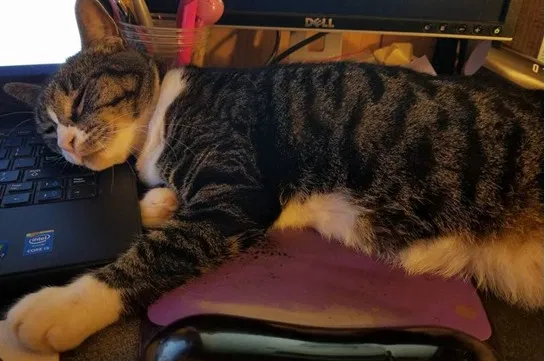 Lost cat in Kent, WA, 98042