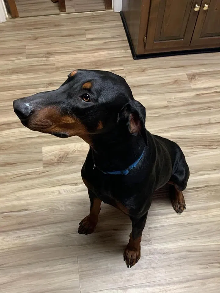 Lost dog in Dalton, GA, 30721
