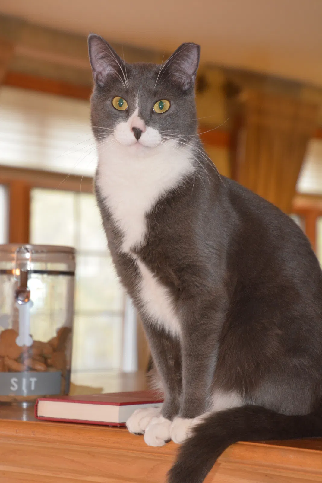 Lost cat in Pewaukee, WI, 53072