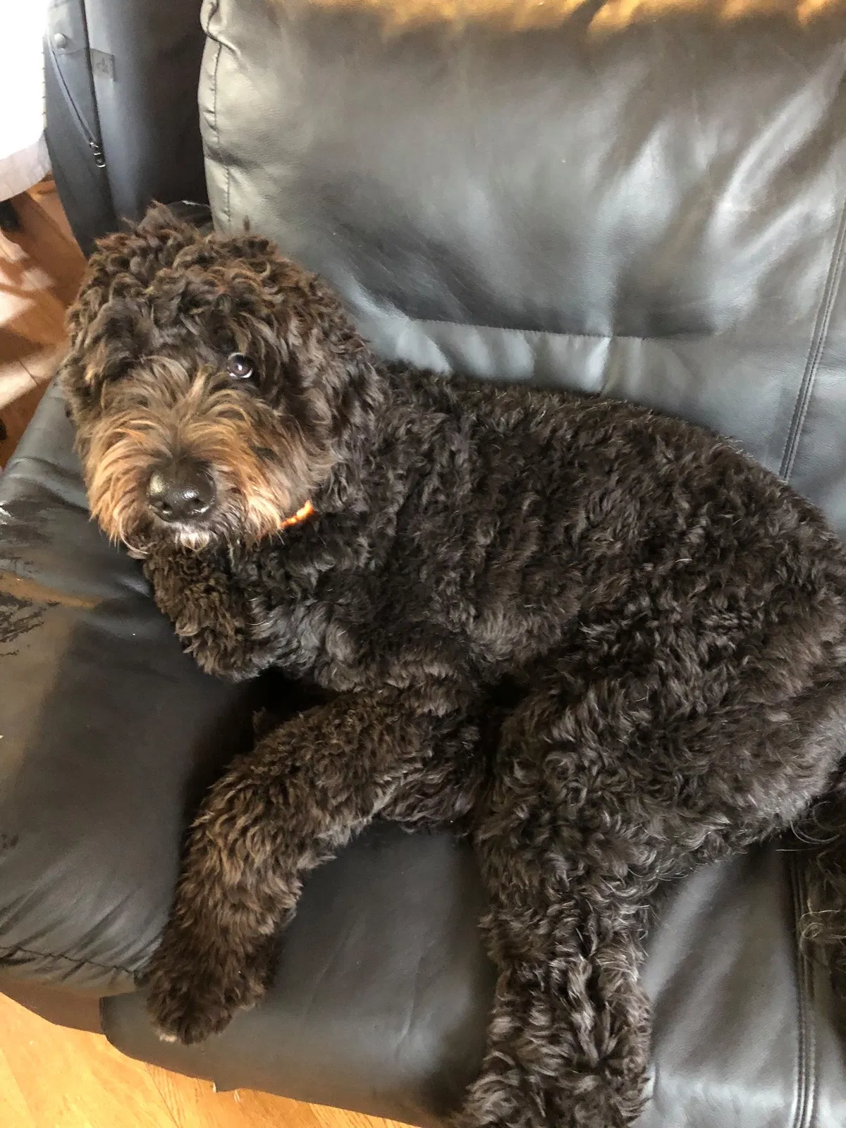 Lost dog in Seattle, WA, 98105
