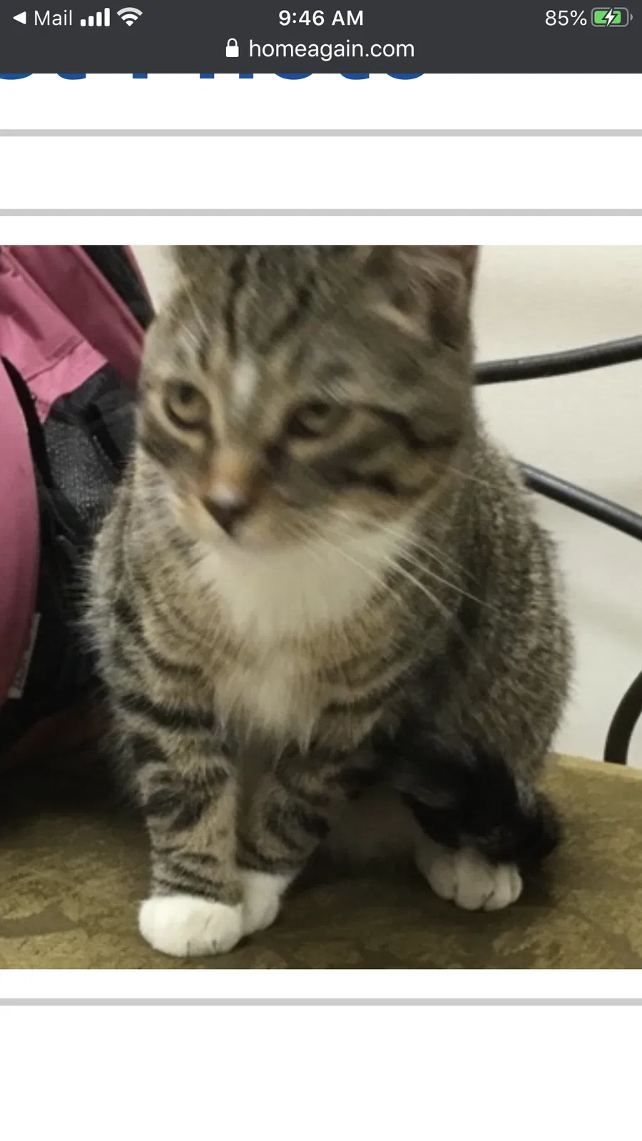Lost cat in South Jordan, UT, 84095