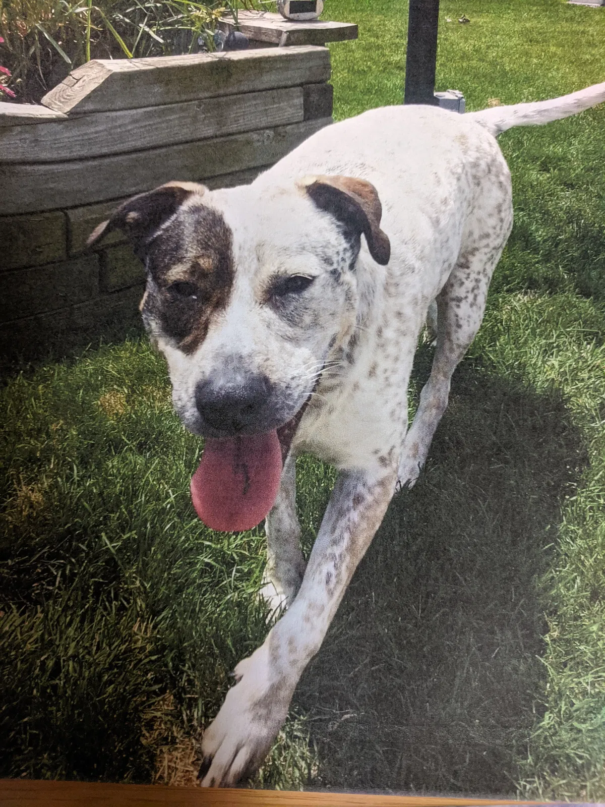 Lost dog in Fair Haven, MI, 48023