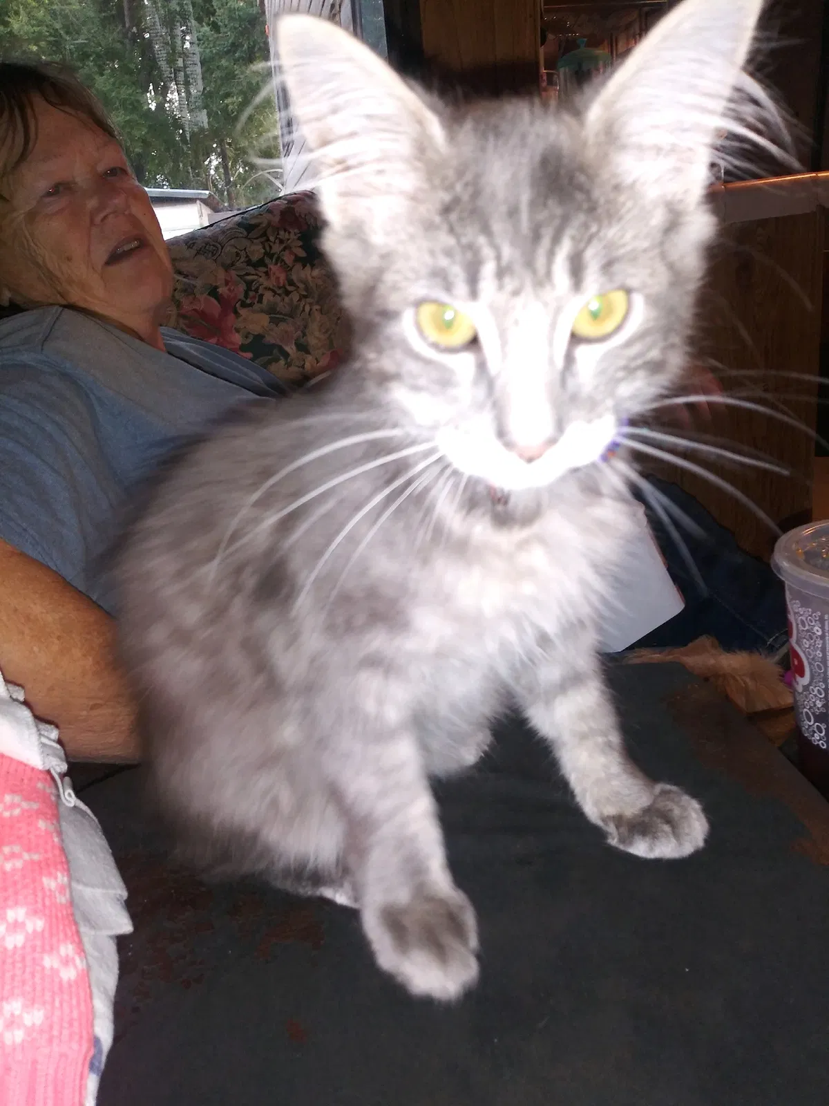 Lost cat in Springfield, OR, 97477