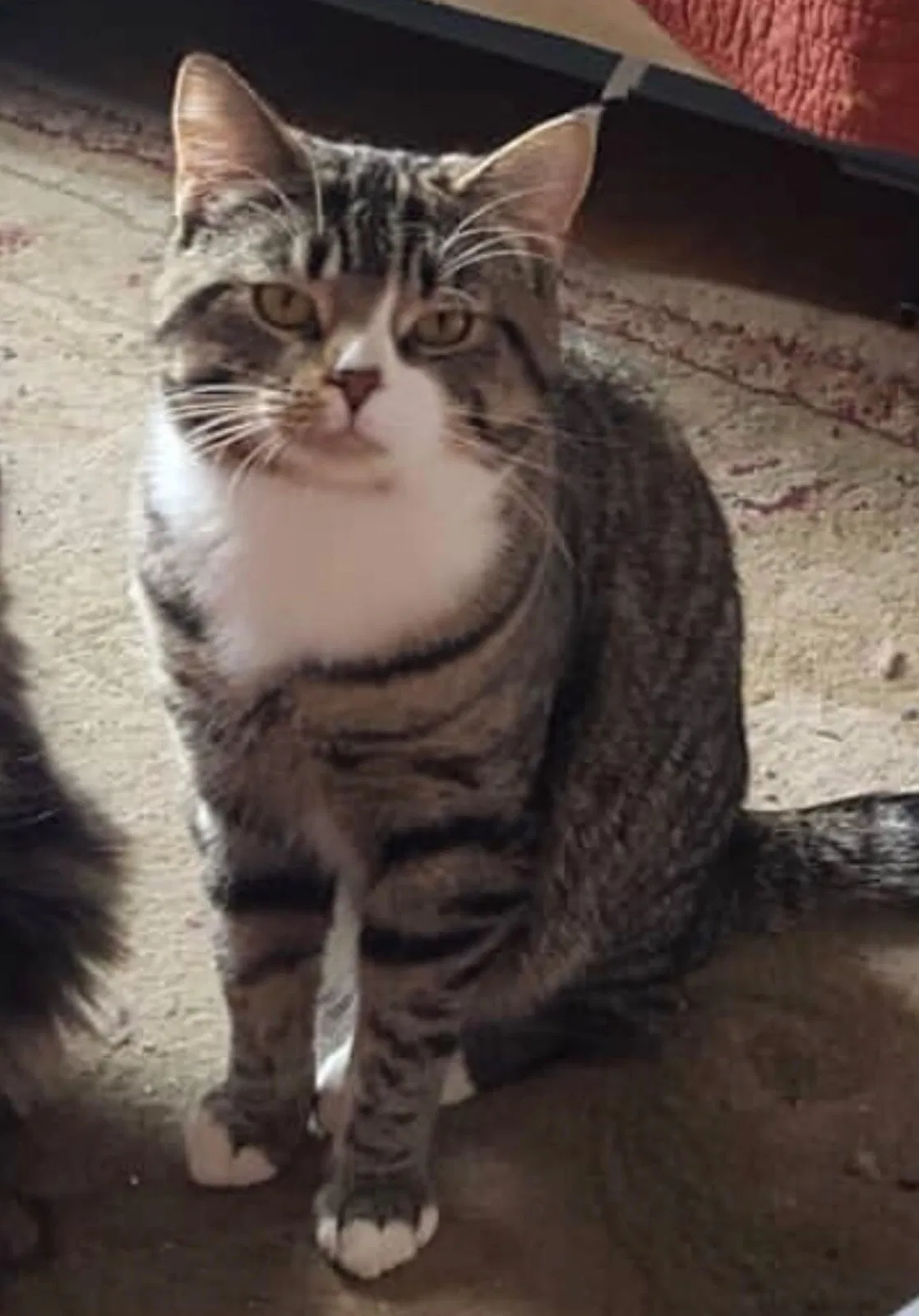 Lost cat in New Holland, PA, 17557
