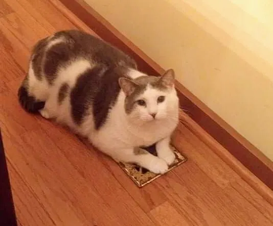 Lost cat in Marietta, GA, 30066