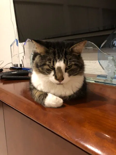 Lost cat in Pompano Beach, FL, 33073