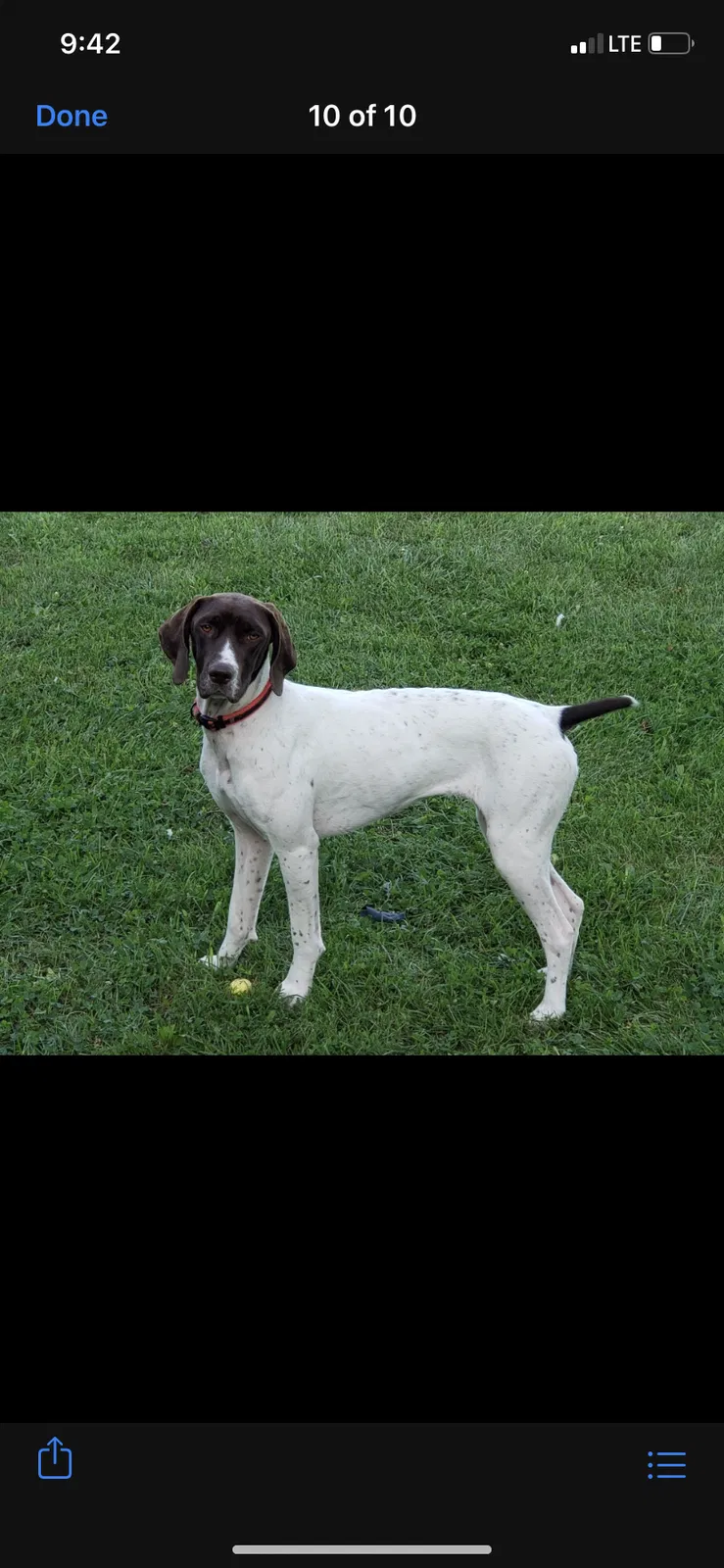 Lost dog in Morley, MI, 49336