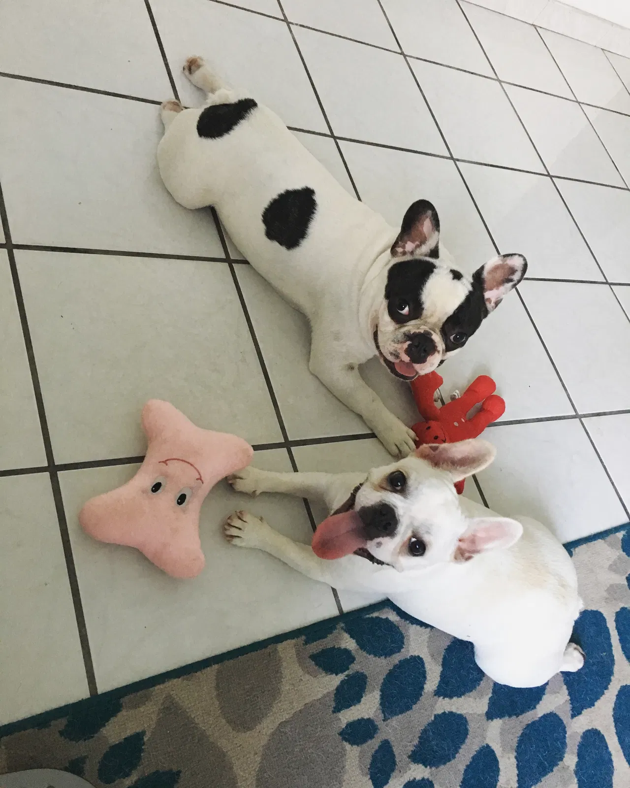 Lost dog in Miami, FL, 33162