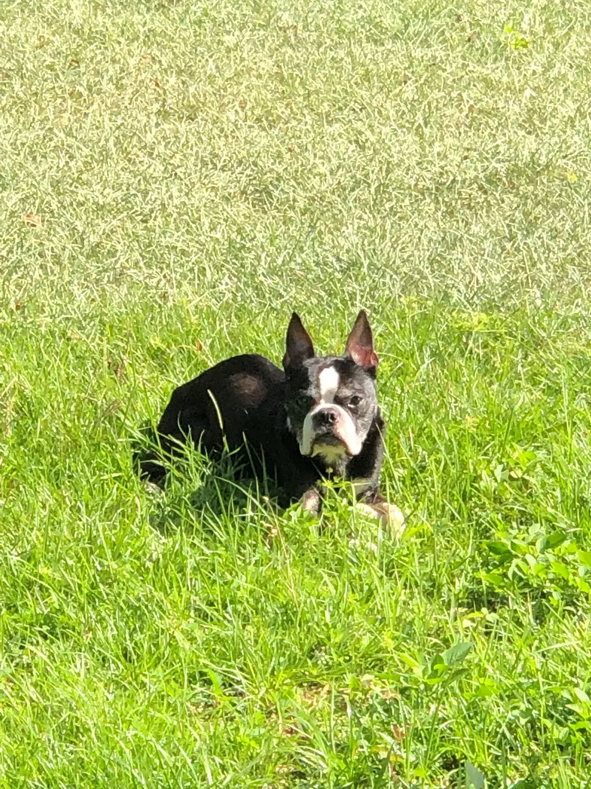 Lost dog in Mobile, AL, 36695