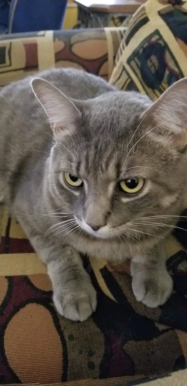 Lost cat in Jupiter, FL, 33458