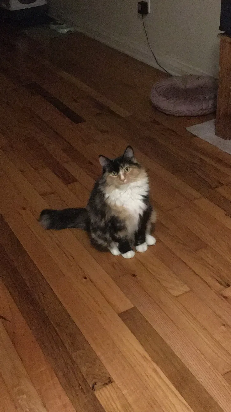 Lost cat in La Mesa, CA, 91942