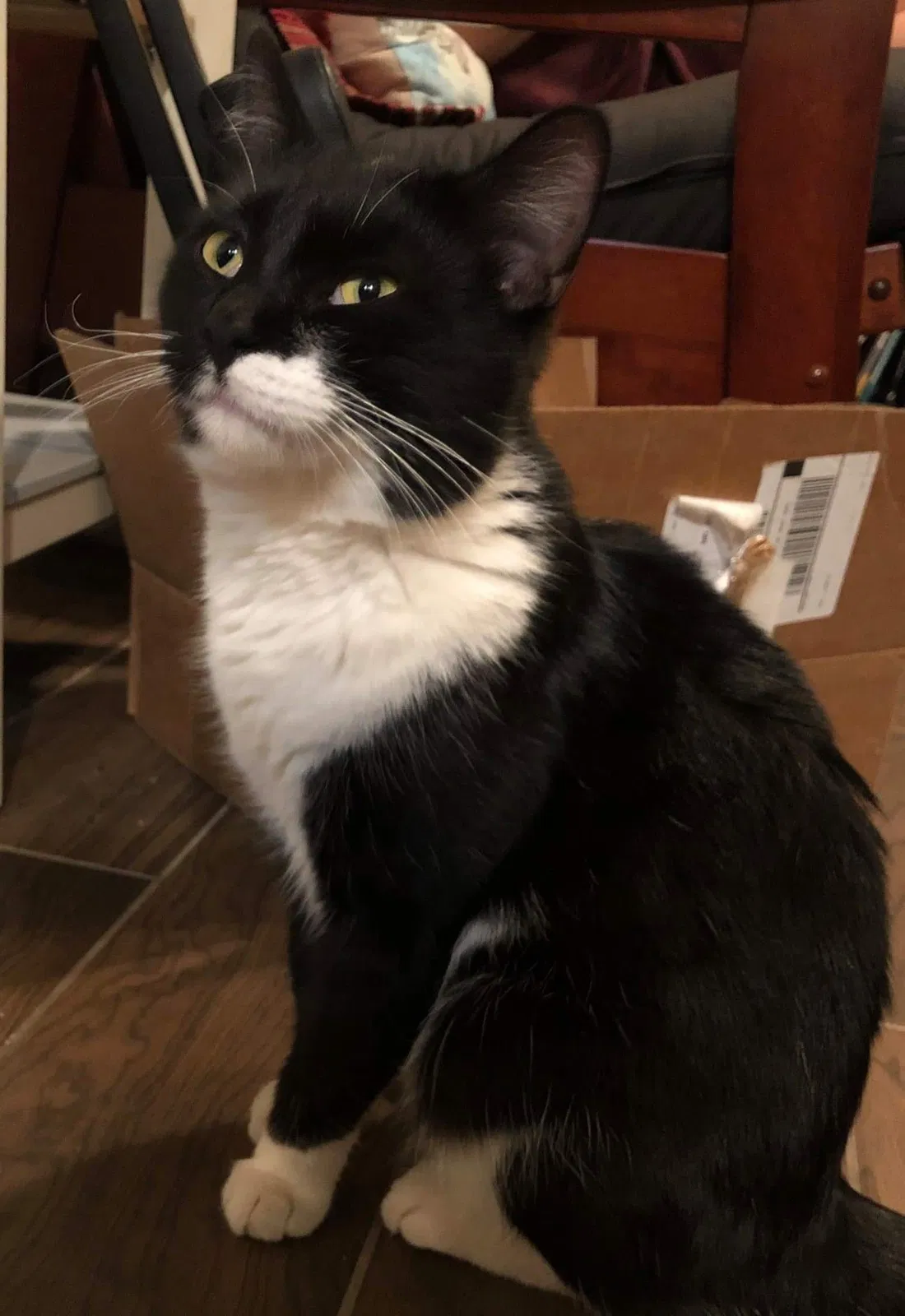 Lost cat in Albuquerque, NM, 87106