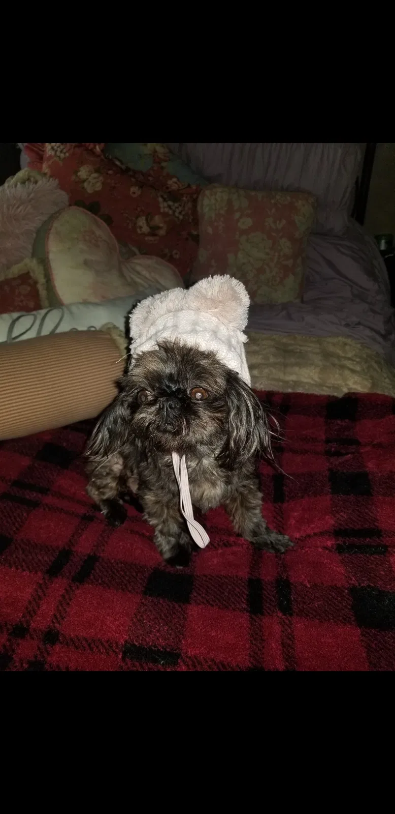 Lost dog in Santa Maria, CA, 93458