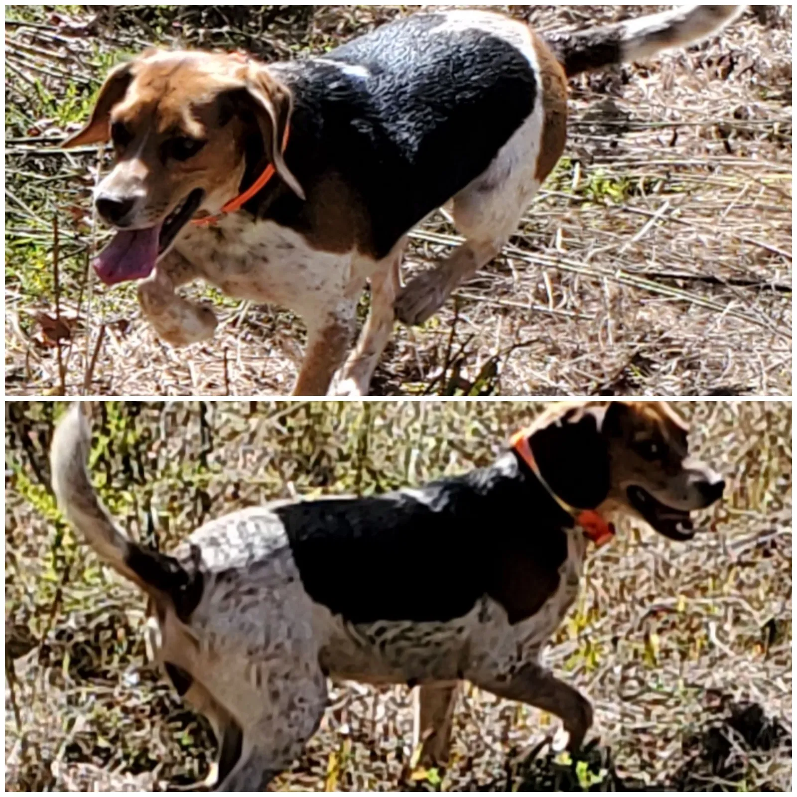 Lost dog in Holly Springs, MS, 38365
