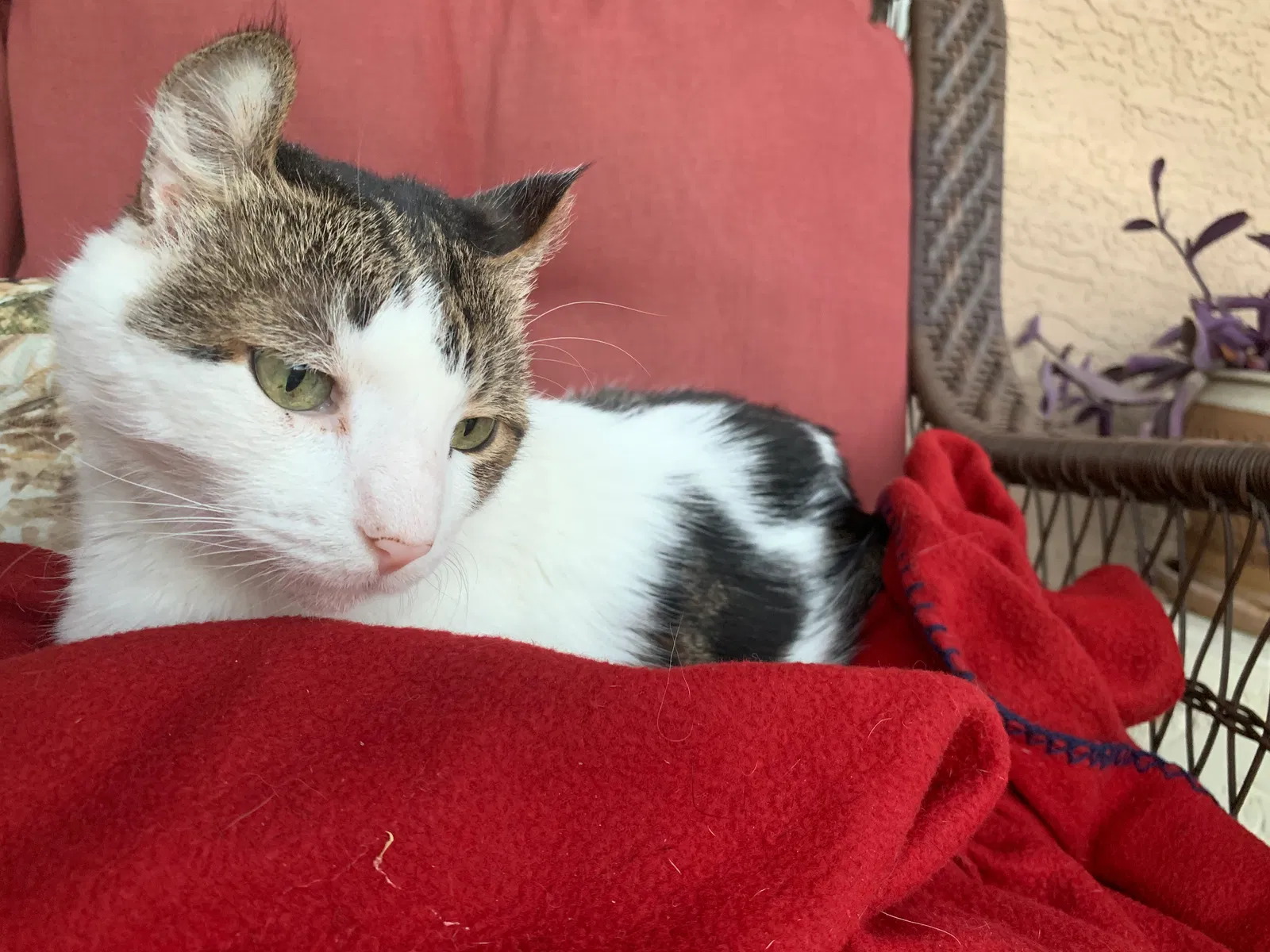 Lost cat in Buckeye, AZ, 85326