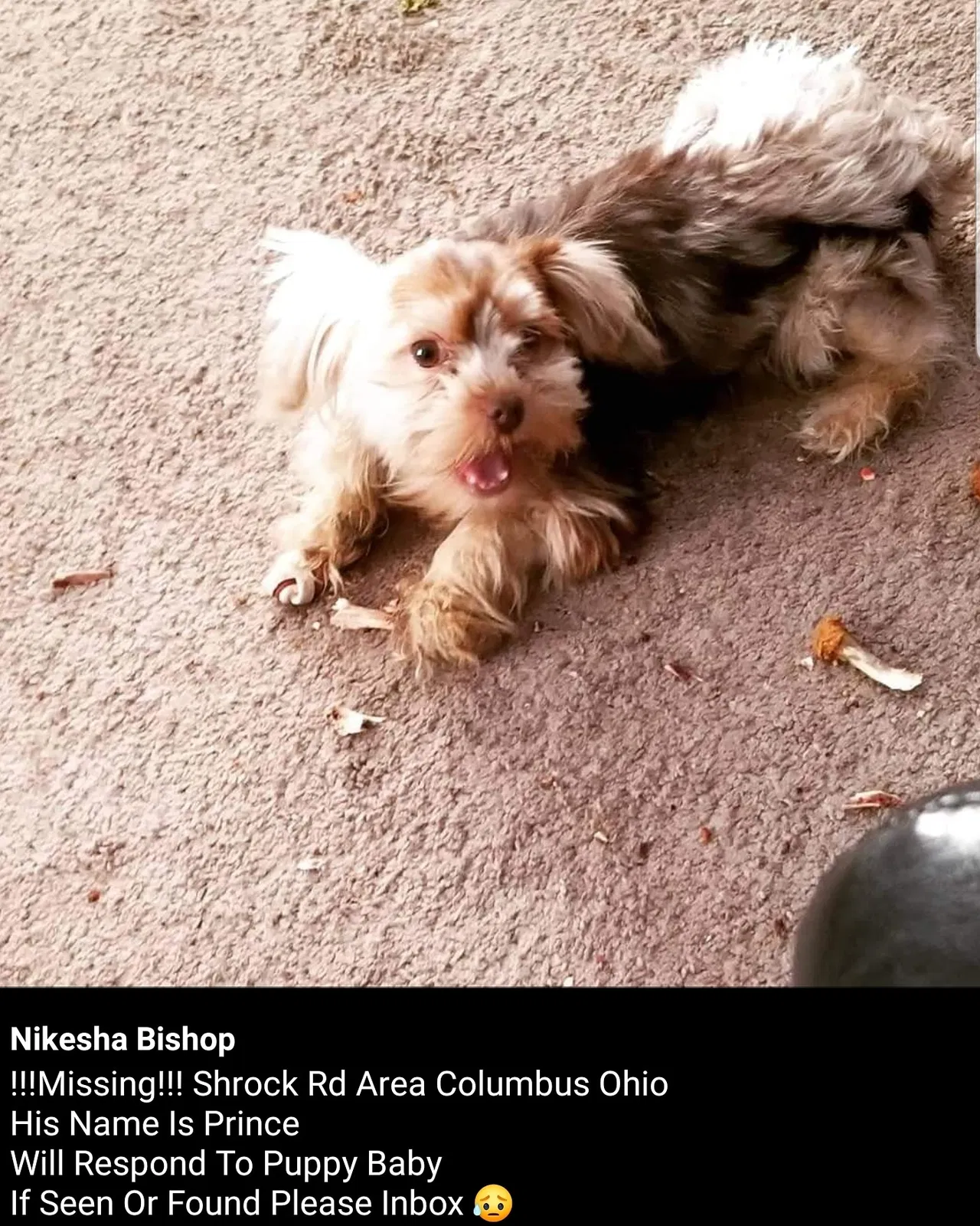 Lost dog in Columbus, OH, 43229