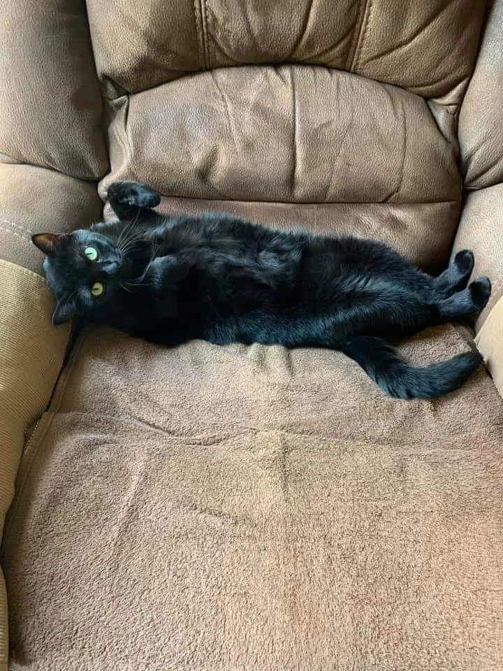 Lost cat in Eugene, OR, 97404
