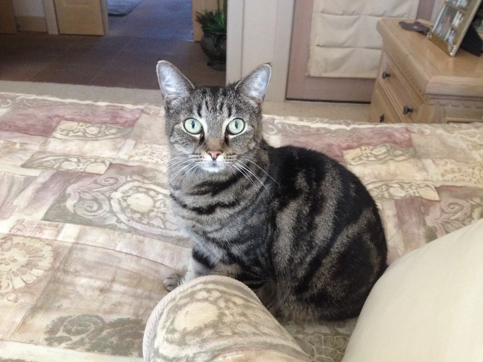 Lost cat in League City, TX, 77573