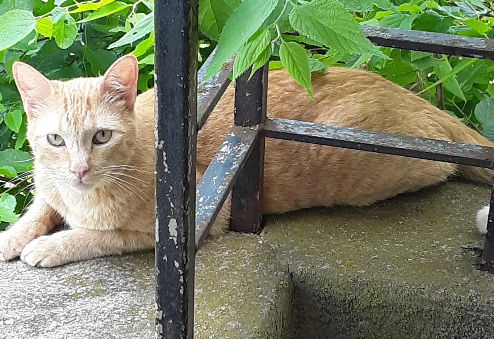 Lost cat in Ozark, MO, 65721