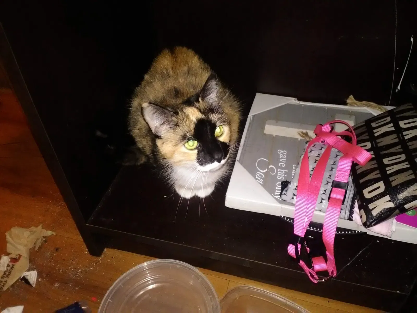Lost cat in Tulsa, OK, 74116