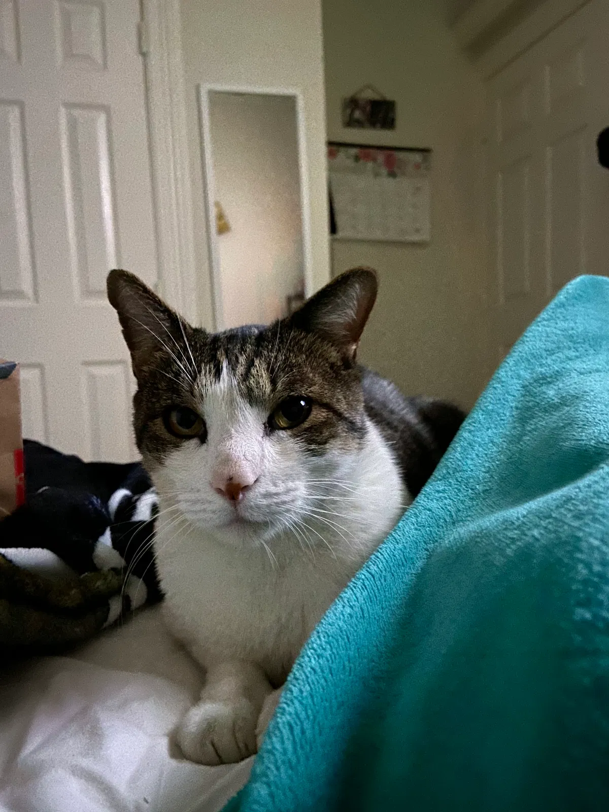 Lost cat in Mission, TX, 78574