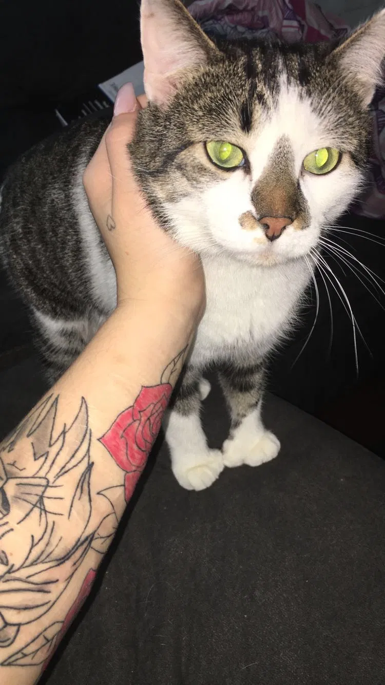 Lost cat in Rockford, IL, 61104