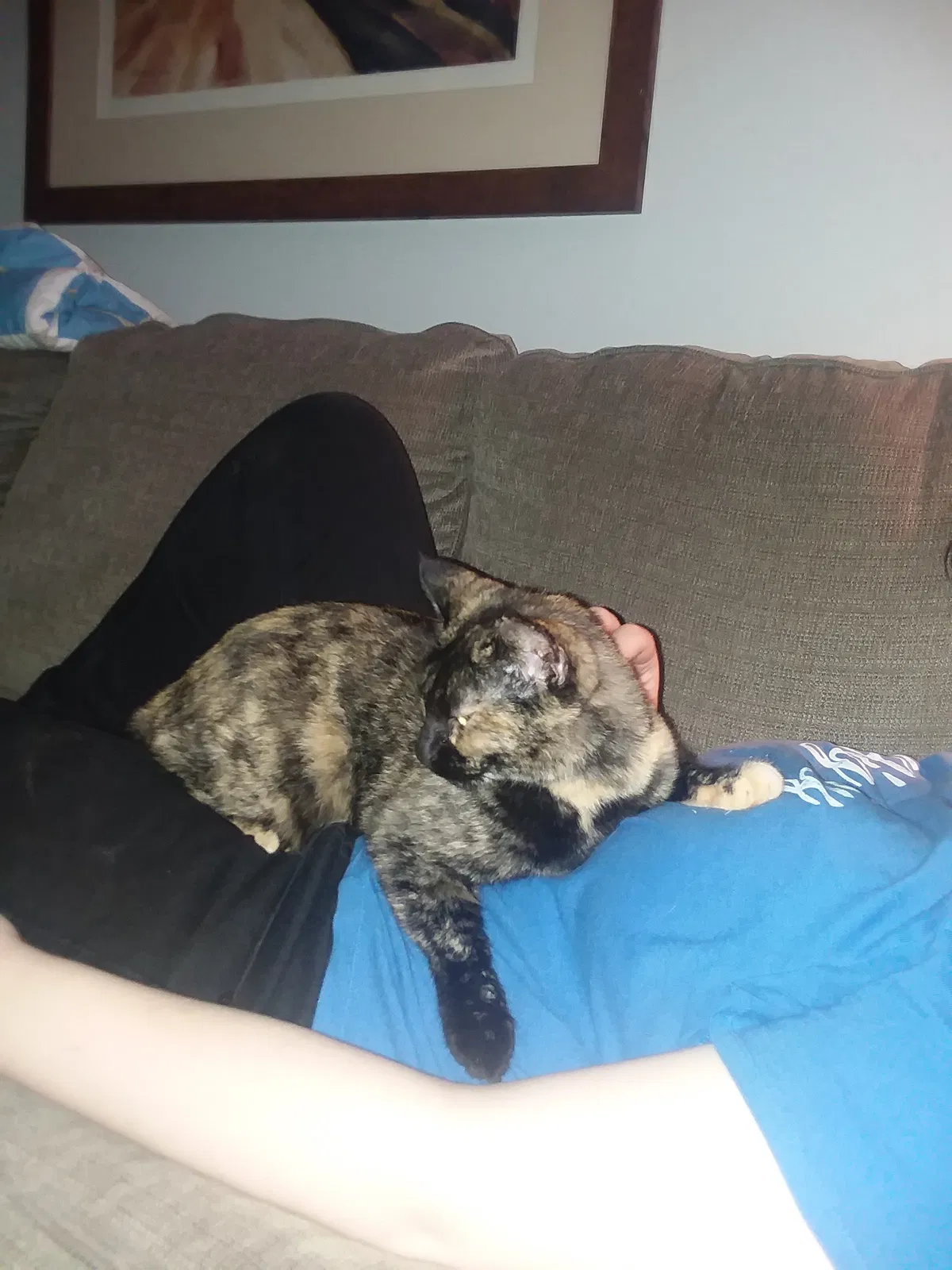 Lost cat in Snellville, GA, 30039