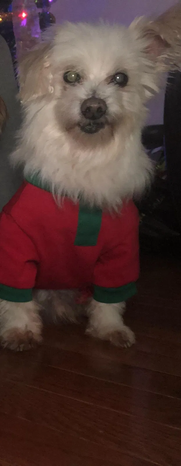 Lost dog in Paterson, NJ, 7513