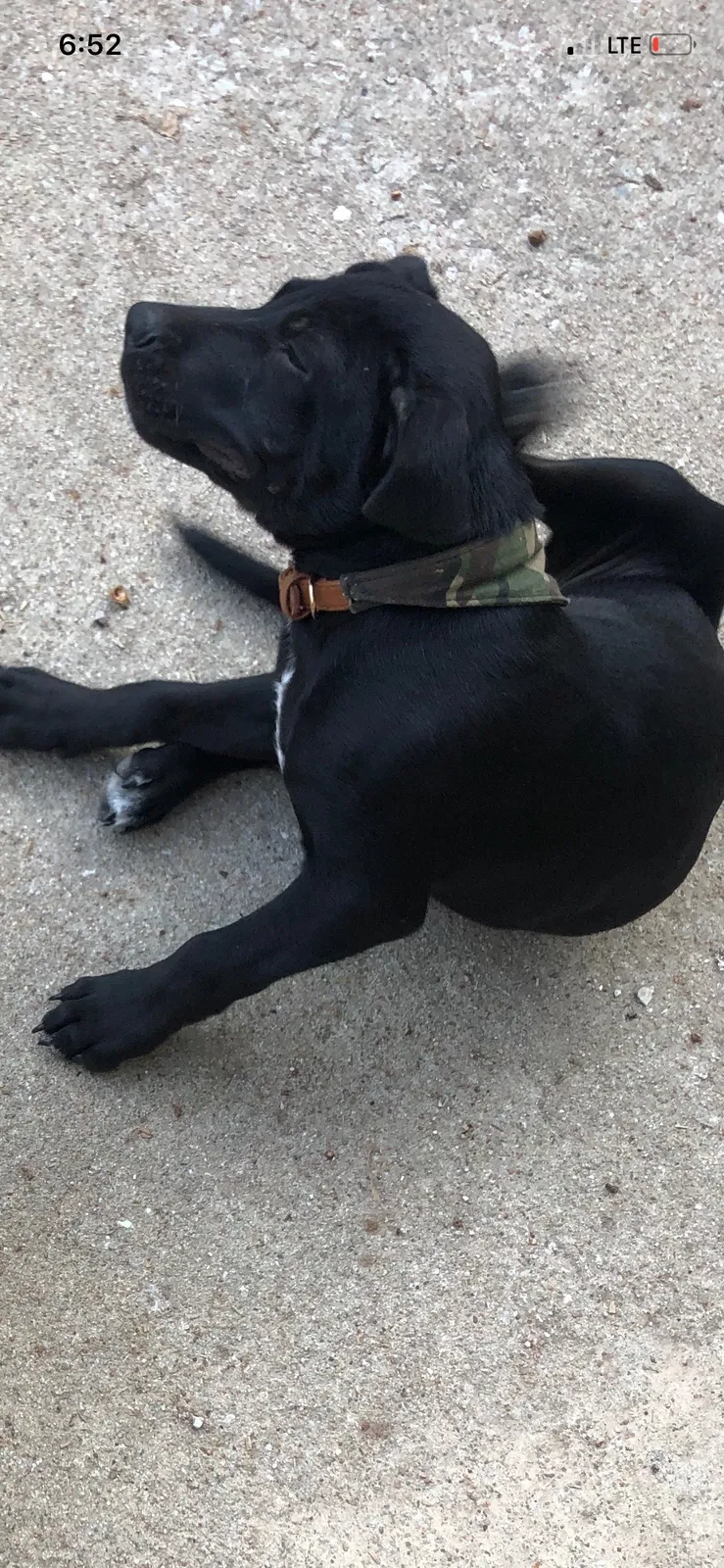 Lost dog in Ozark, MO, 65721