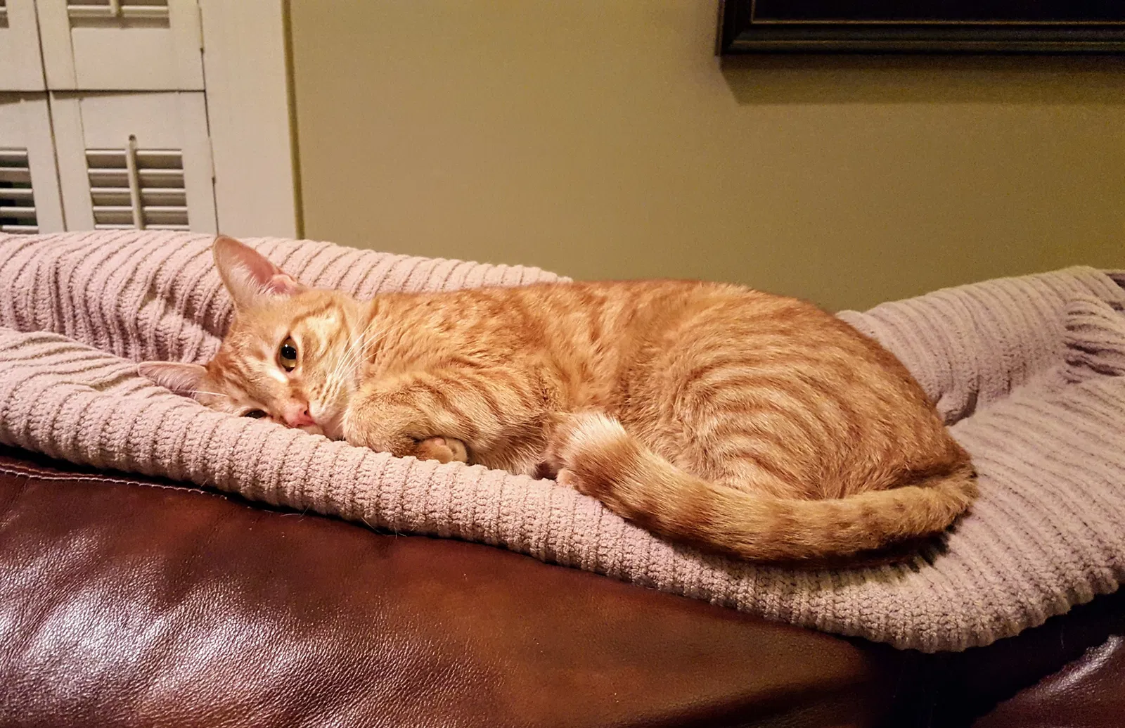 Lost cat in Columbus, MS, 39705