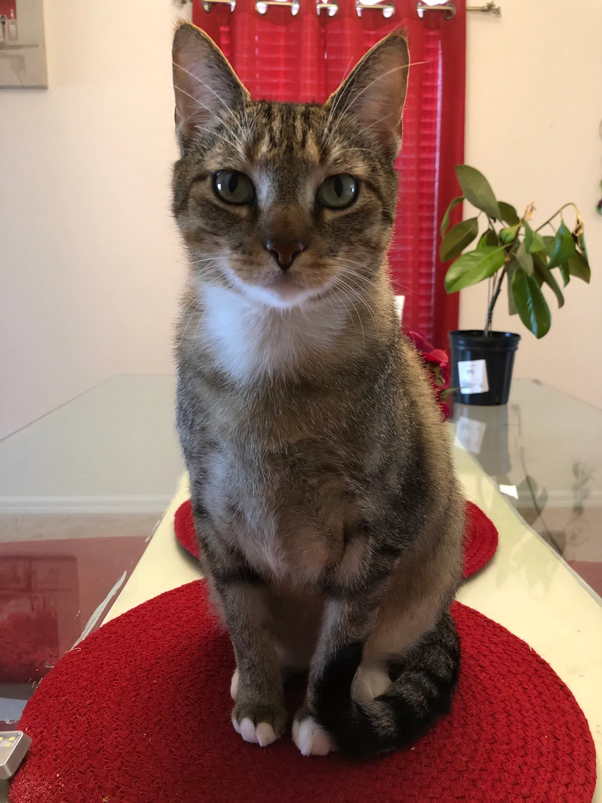 Lost cat in Haines City, FL, 33844
