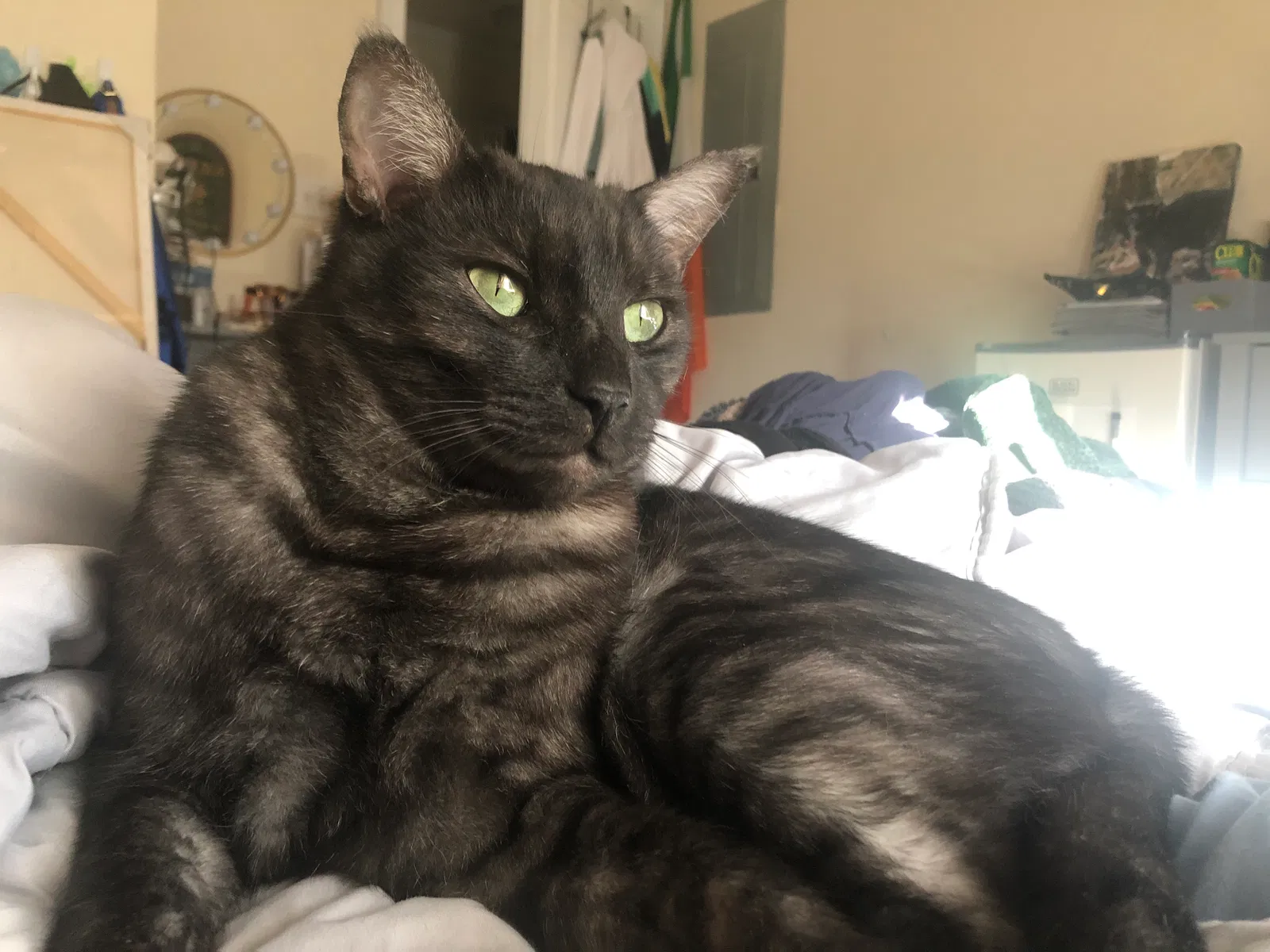 Lost cat in Buford, GA, 30519