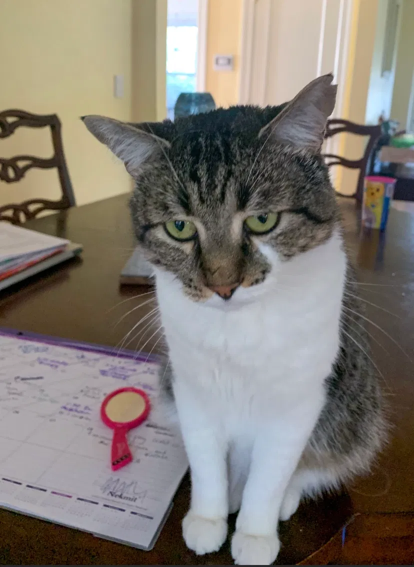Lost cat in North Providence, RI, 2911