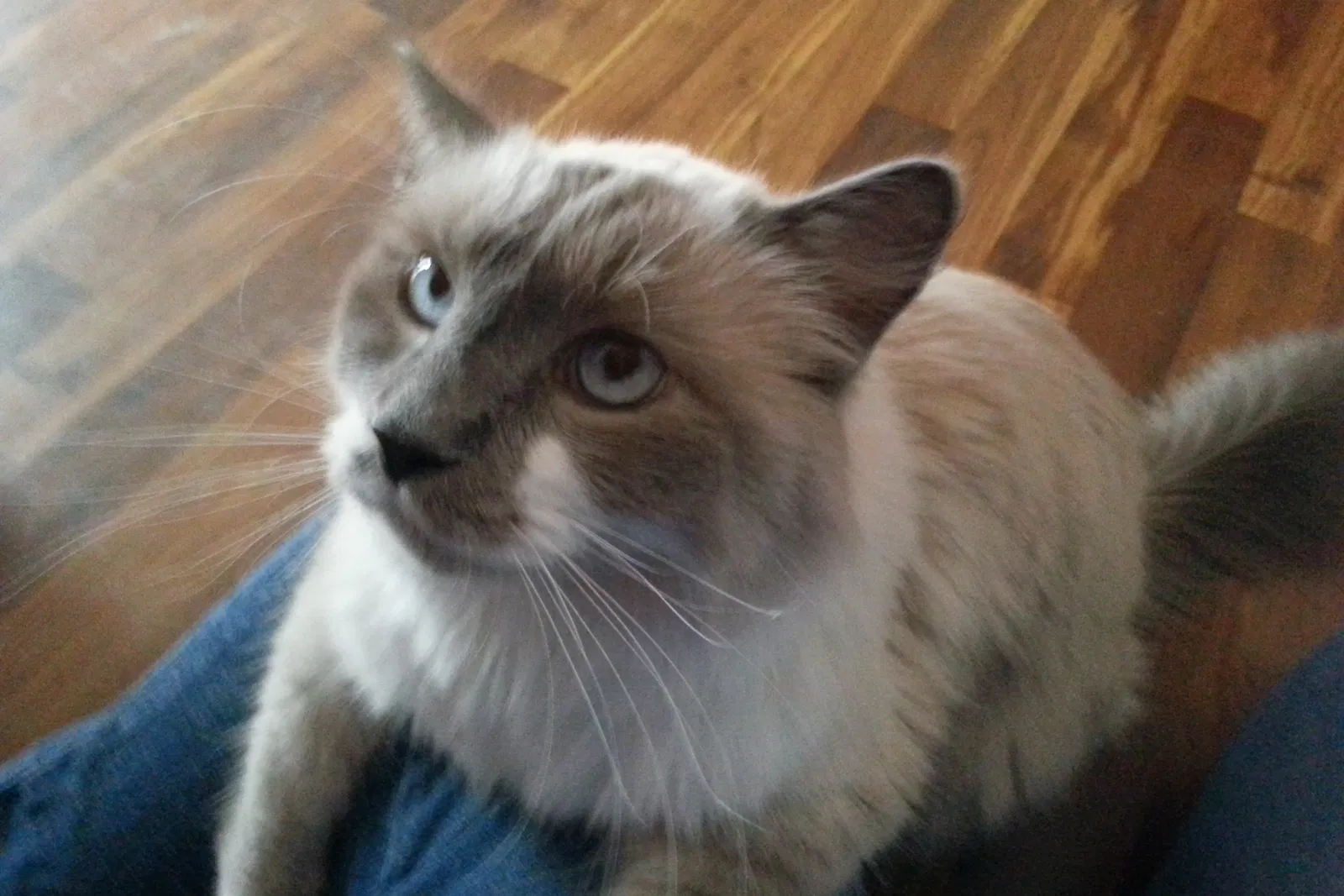 Lost cat in Gilbert, AZ, 85234