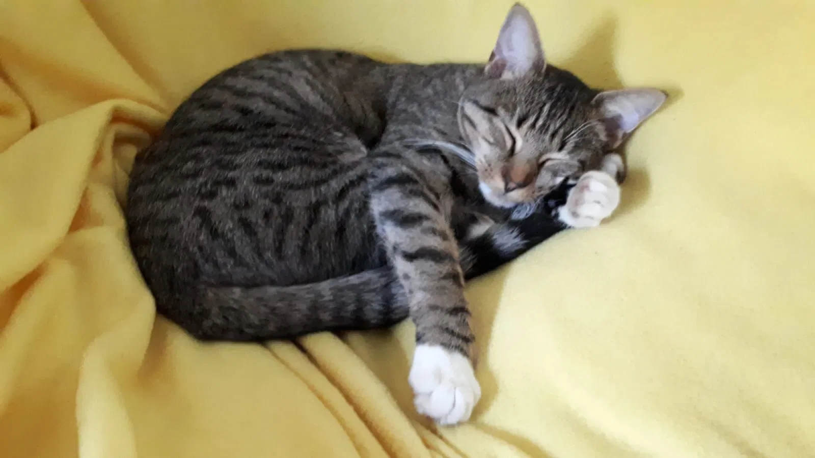 Lost cat in Melrose, MA, 2176