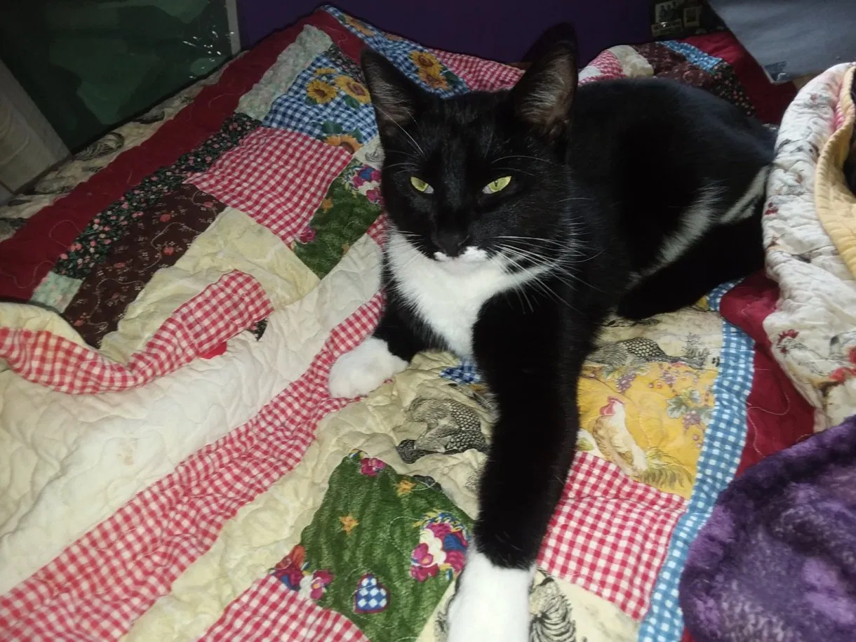 Lost cat in Banner Elk, NC, 28604