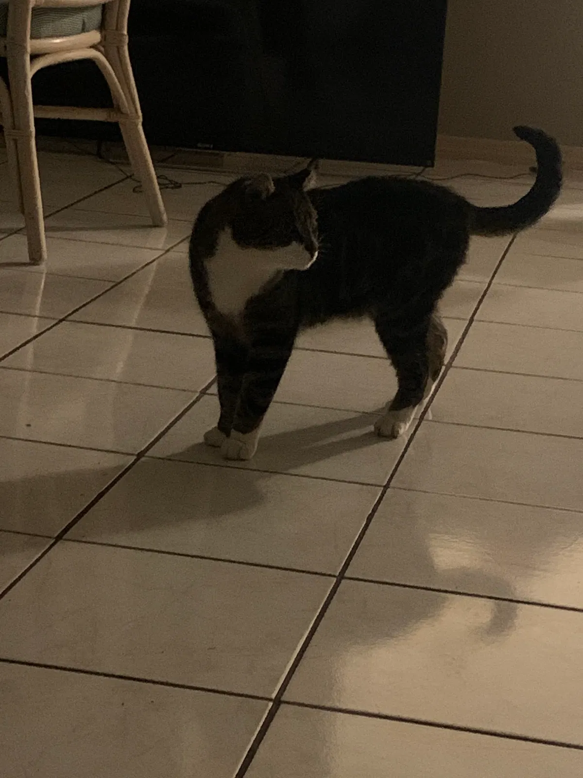 Lost cat in Edgewater, FL, 32141